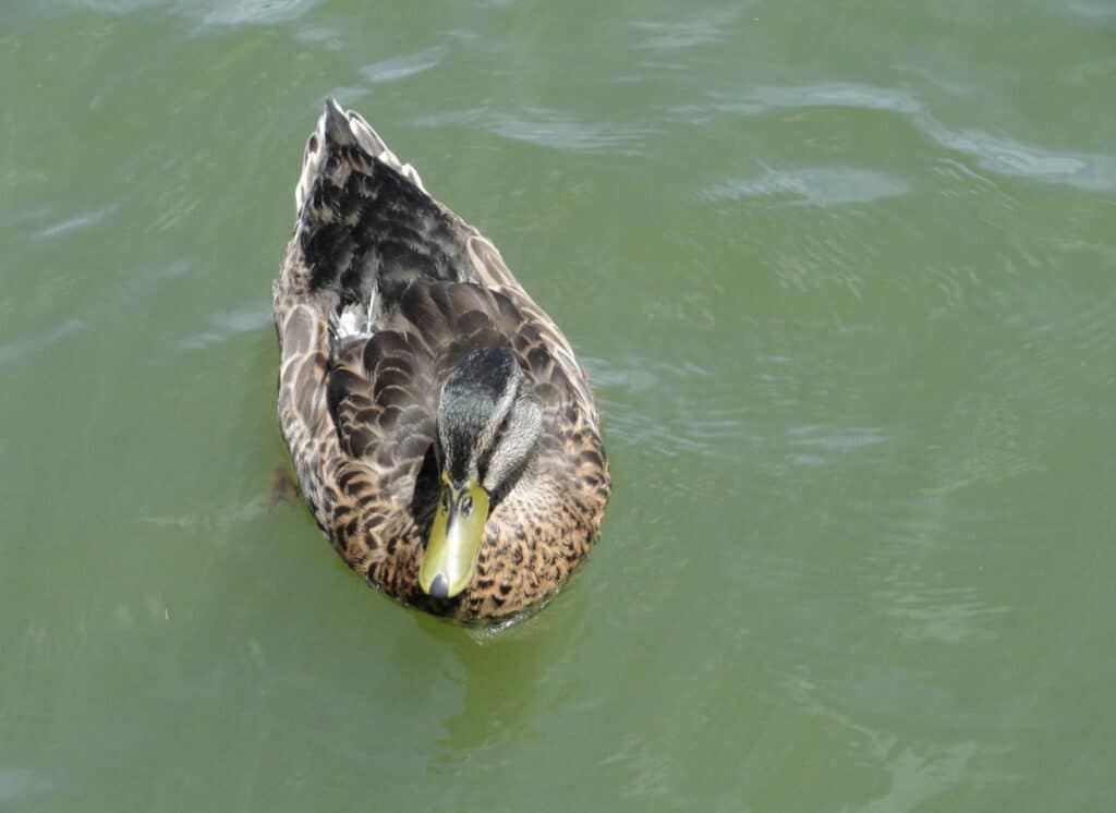 amphibious Duck Tour